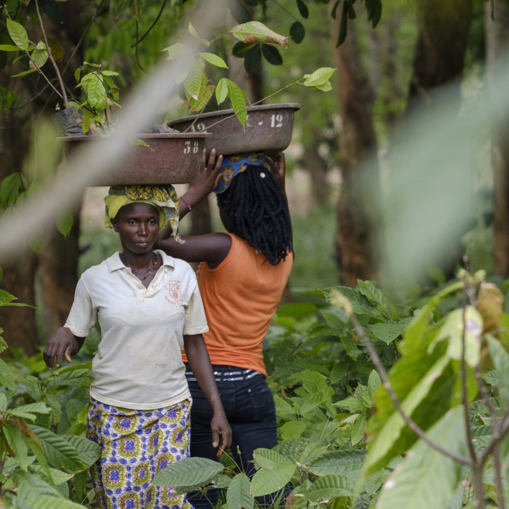 Cocoa Planting