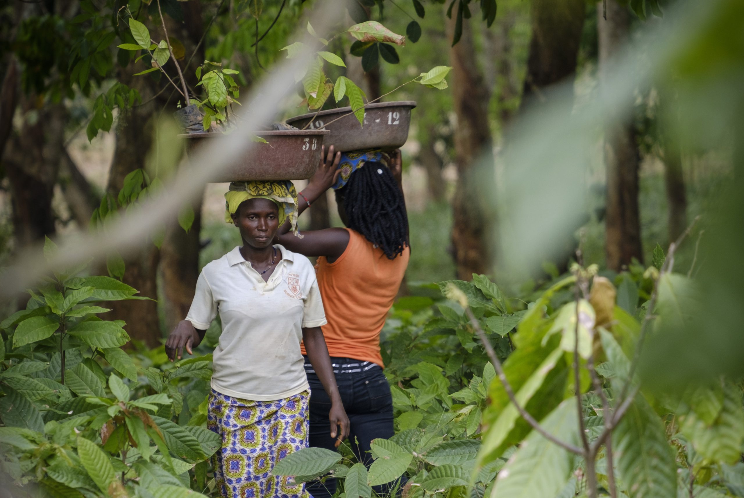 Cocoa Planting